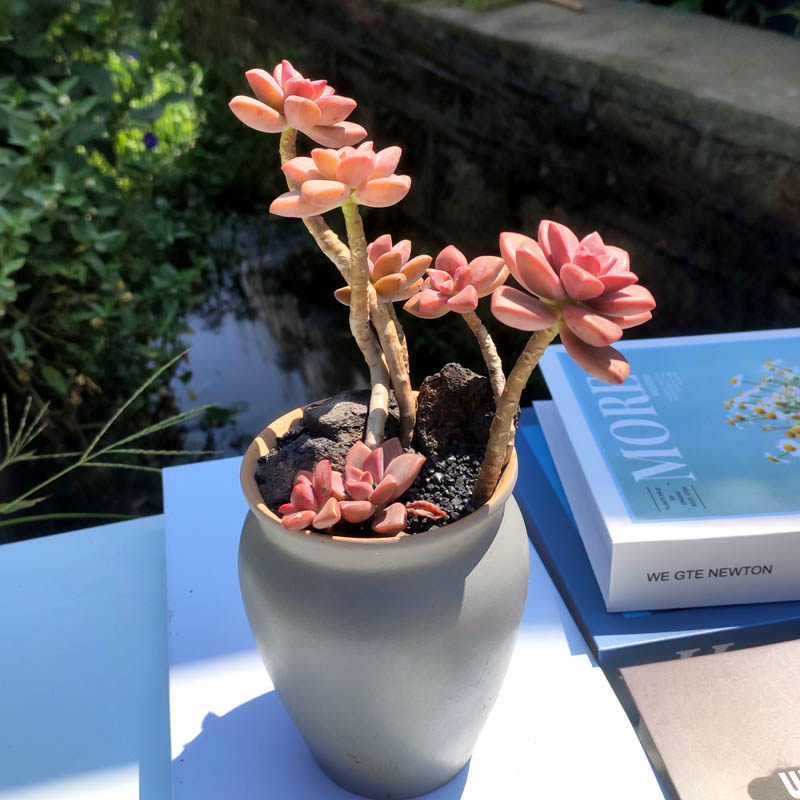 姬胧月 色彩造型老桩多肉植物阳台庭院绿植古典花园云南货