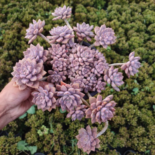 阿伦培 造型状态多肉植物老桩整桩多头群生古典花园云南货