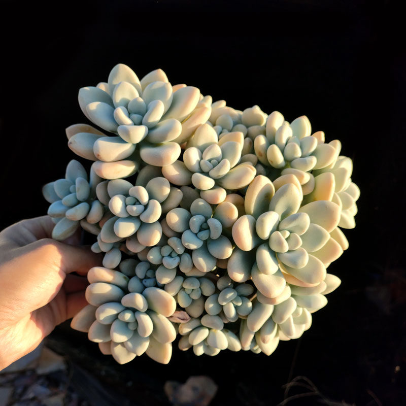 香水洛神 大群老桩园艺杂交品种多肉植物窗台楼顶绿植盆栽