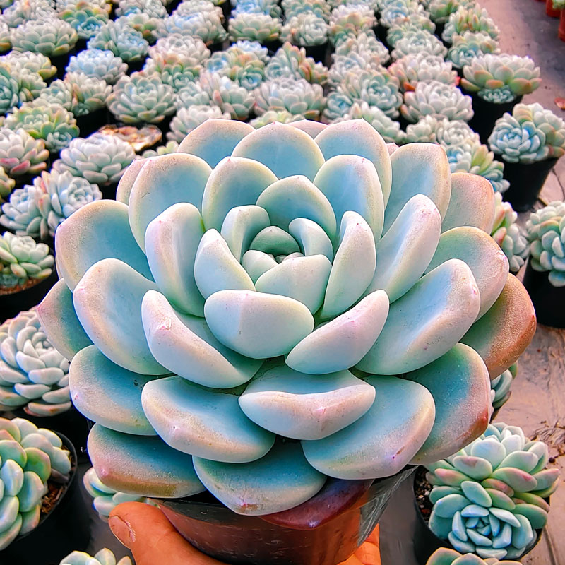 多肉植物阳台多肉植物古典花园