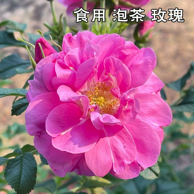 滇红紫枝大马士革玫瑰花苗