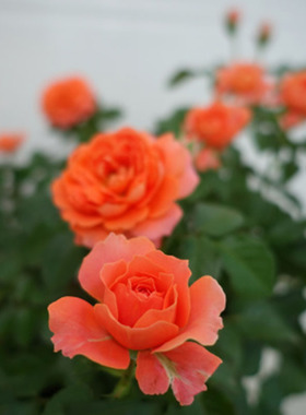 2007荷兰Saturnus King Terrazza土星王阳台杏橙色多季群爆盆栽花