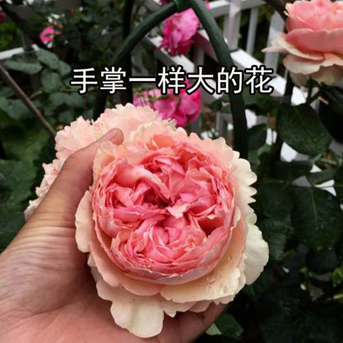 香花月季阳台院子开花天狼多四季