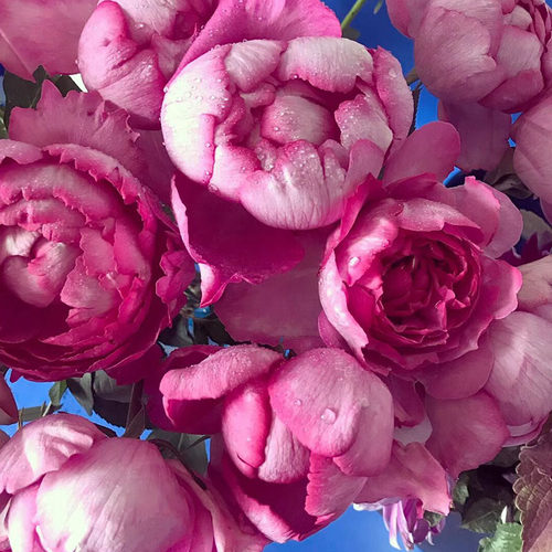 月季阳台院子四多季耐热寒冷多花