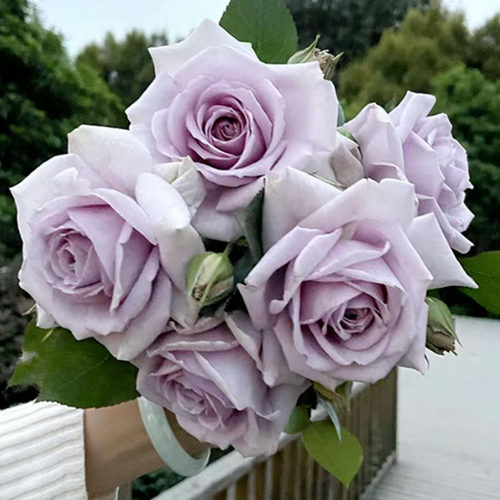 大花月季阳台院子海蒂的花园四季