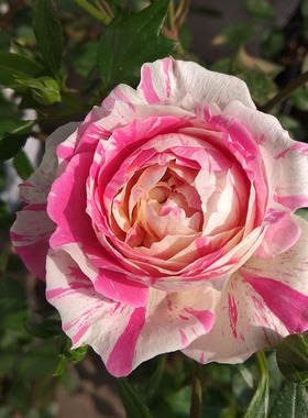 Peppermint Parfait薄荷冻糕耐晒开多丰花阳台盆栽多色四月季花