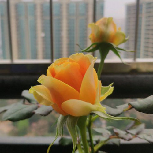 德国橙黄色月季开花玫瑰