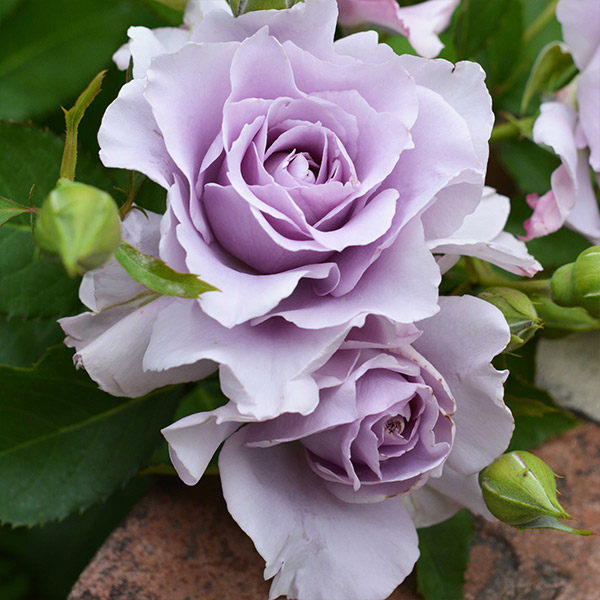 妆元红摩羯座蓝月石结晴空爽萨布丽娜百香果娜乌西卡微笑浓香大花,鲜花速递/花卉仿真/绿植园艺,月季/蔷薇/玫瑰,淘宝优惠券,粉丝福利购,淘宝优惠卷