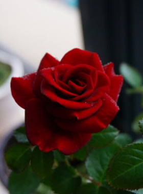 2005荷兰Meteor King Terrazza流星王阳台红色勤花耐开盆栽四季花