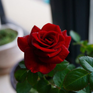 花 Terrazza流星王阳台红色勤花耐开盆栽四季 2005荷兰Meteor King