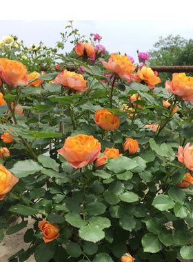 2008法国Romantica微型阳台金黄浪漫宝贝红桃女王四季多开花不断