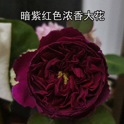1999日系ワイヤルRoyale皇宫深紫红强浓玫瑰果香大花阳台多季盆花