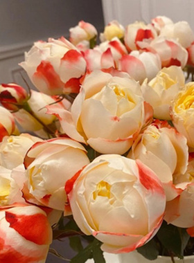 白荔枝安布里奇苹果运气三文鱼阳台小空间四季耐寒冷热浓香多大花