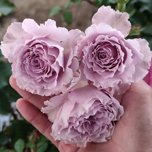 2007年日系Libellulaリルベ蜻蜓改良版茶香淡紫色大马士革玫瑰香