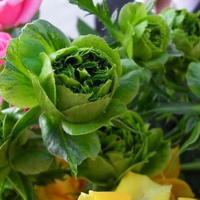 2013年日系コンキュサレ结绿珍萼色丰多花阳台盆栽花卉小星星rose