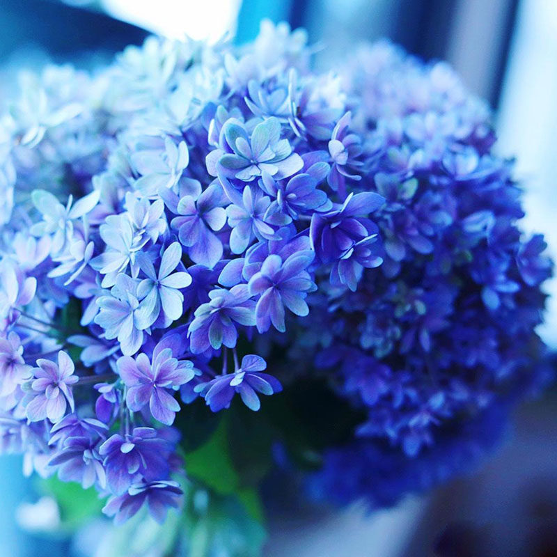 银河花手鞠鸡尾酒太阳神殿三河千鸟无尽夏头花小町蓝线22b绣球花