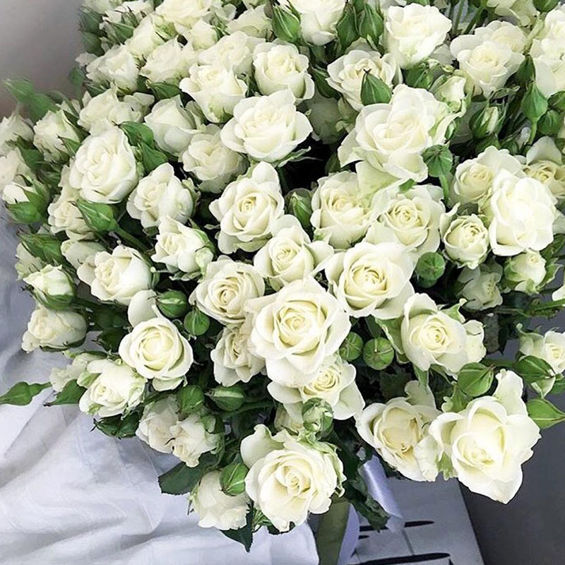 1989荷兰坦尼克tineke茶香四季白色切花玫瑰月季花苗小星星rose