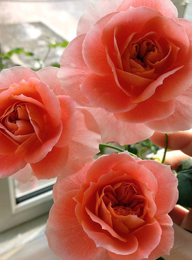 日系Lachance甜蜜回音幸运 鲑橙色切花月季阳台四季开花植物花卉