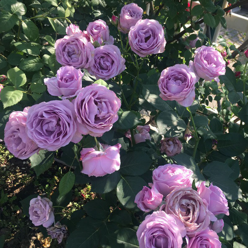 2006年しのぶれど蓝紫色蓝色风暴暗恋的心四季开花盆栽地栽月季