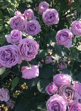 2006年しのぶれど蓝色风暴蓝紫色暗恋的心四季开花盆栽地栽月季