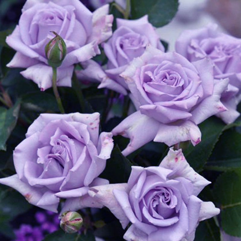 蓝莓蛋糕初吻法式布盒可爱女孩蓝雾女神雪纺绸戚风一华耐寒热大花