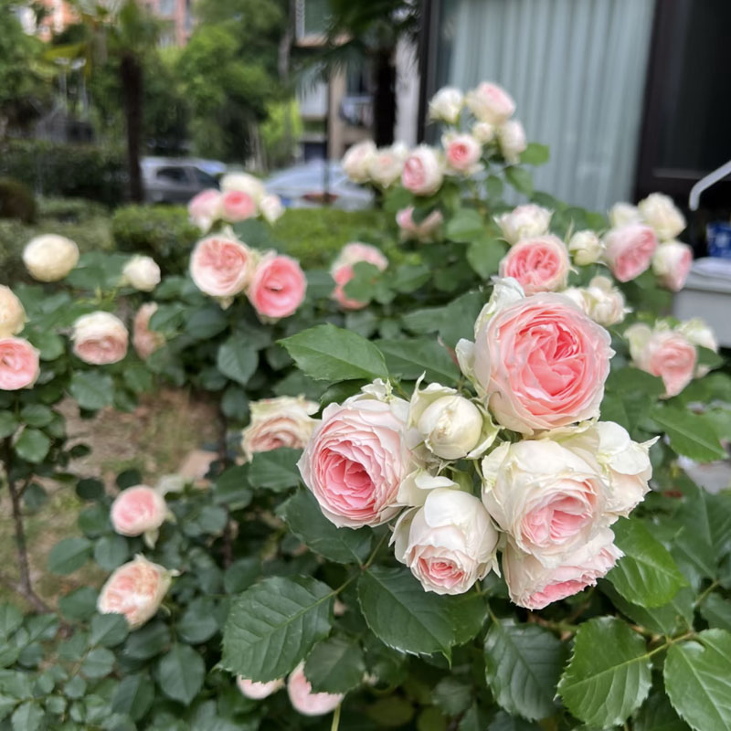 灌小伊甸园粉红绿色阳台小空间花