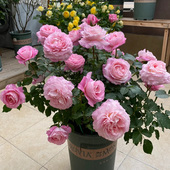 2010荷兰Neptune King Terrazza海神王大花阳台盆栽香牡丹型花卉