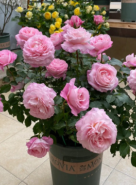 2010荷兰Neptune King Terrazza海神王大花阳台盆栽香牡丹型花卉