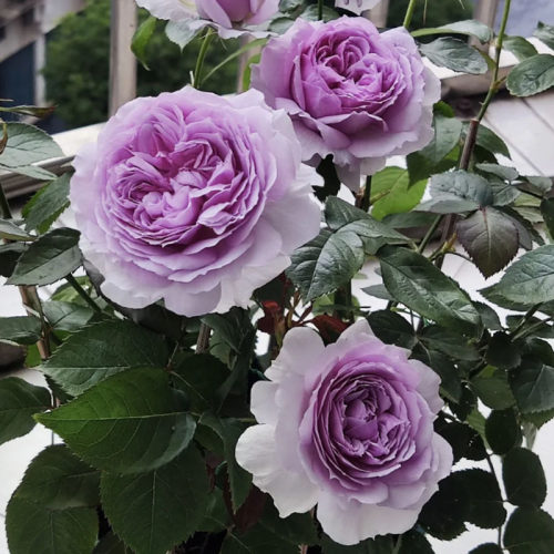 大花月季阳台院子天狼浓香四多季