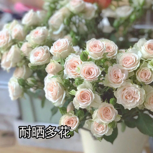 浓香大花四季阳台庭院多季月季花