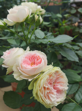 2003德国Pompon奶油粉绒球门廊伦敦眼紫色客机春夏秋冬阳台耐寒热