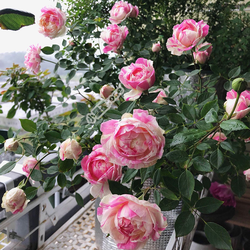 peppermint parfait薄荷冻糕耐晒开多丰花阳台盆栽多色四月季花