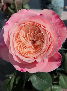 日系Tamaki Misora美空茶香粉色奶油四季开花阳台盆栽花卉月季