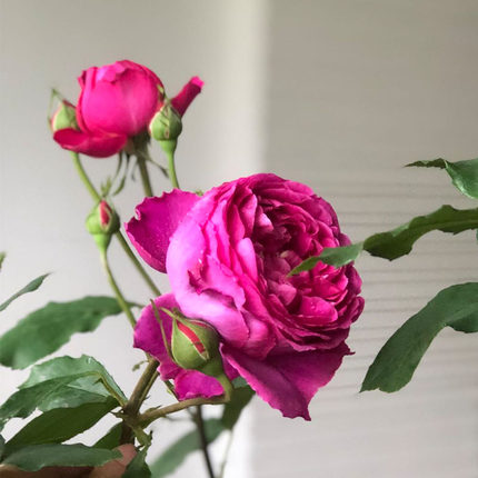 ジャルダンパフューメ伊芙芳香花园浓玫瑰花香庭院地栽盆栽花卉