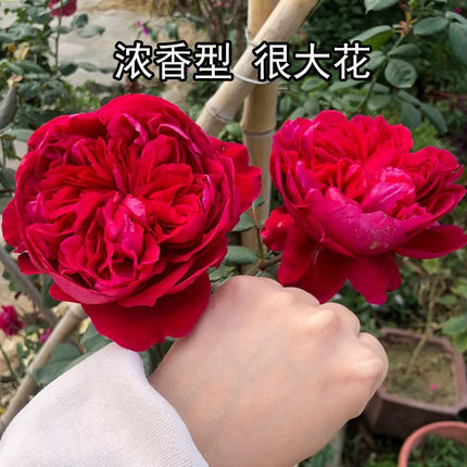 2000法国RougeRoyale皇家胭脂暗紫红色浓香四季庭院露台造景大花
