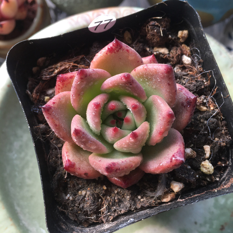 皮蛋一物一拍多肉植物稀有品种精品肉肉组合办公室绿植满额包邮