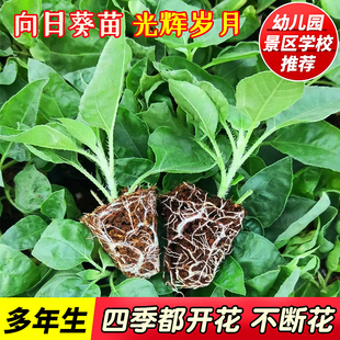 光辉岁月向日葵苗盆栽四季带花苞向日葵苗开花多年生阳台绿植花卉