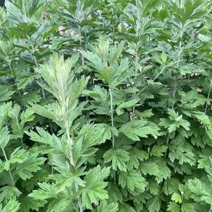 艾草种子食用药用驱蚊草艾叶种籽野生大小叶艾蒿青蒿种植四季驱蚊