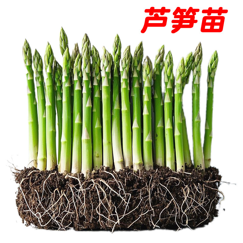 芦笋苗根绿色芦笋苗种四季蔬菜苗盆栽根苗种阳台庭院种植多年根生