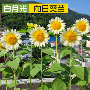 进口奶油向日葵白月光种子White Lite切花白色恋人葵花籽可盆栽