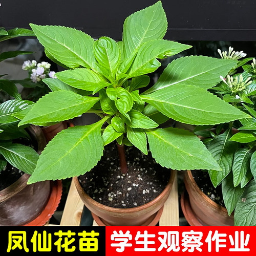 凤仙花花苗指甲花盆栽阳台庭院学生观察花卉植物学生观察作业