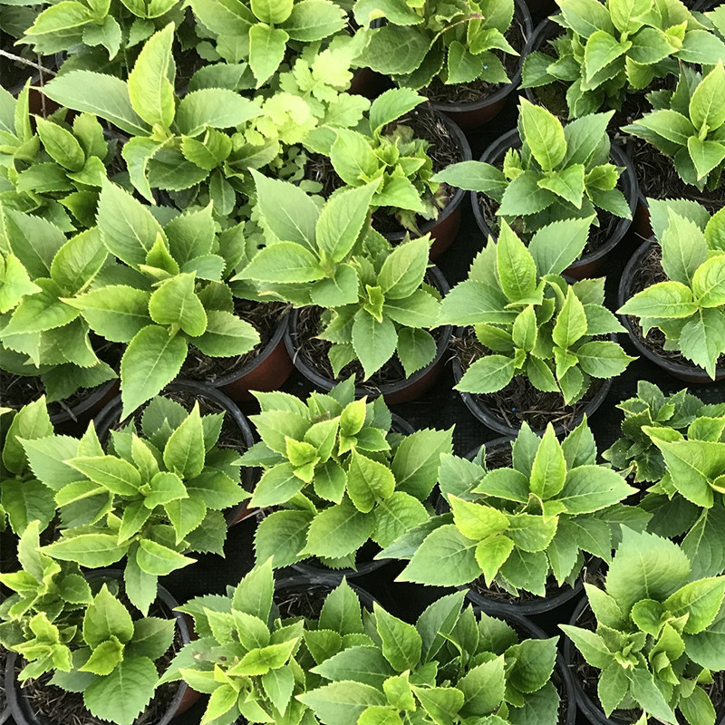 盆栽无尽夏绣球苗大花绣球好养易活室内庭院四季开花植物阳台花卉