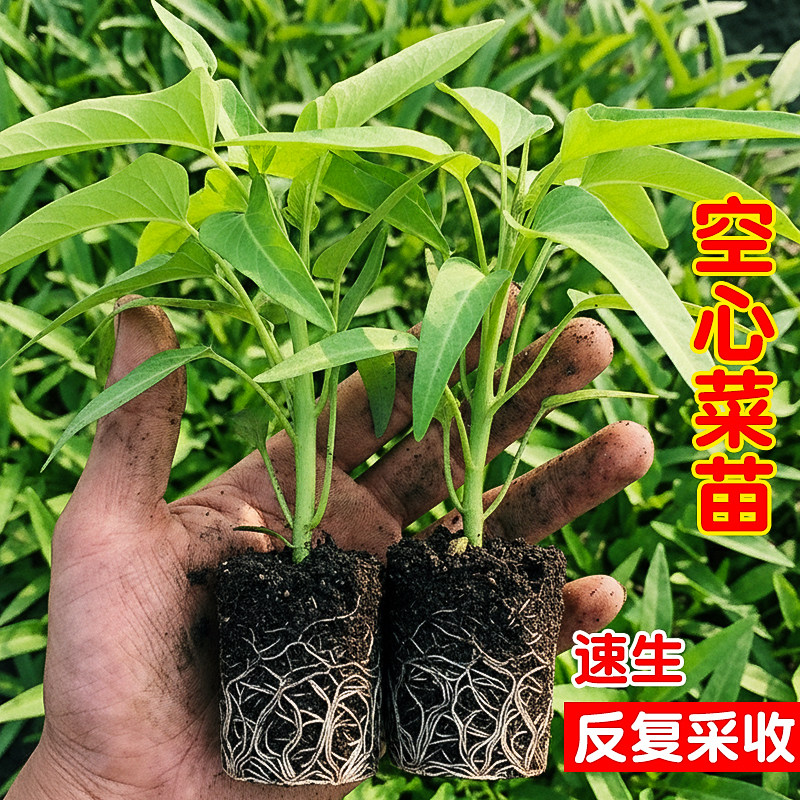 空心菜苗三叉空心菜苗大叶空心菜苗柳叶空心菜苗阳台盆栽种幼秧苗