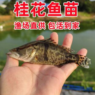 鳜鱼苗批发大规格鱼塘淡水养殖食用鱼肉食性正宗桂花鱼翘嘴白鳜