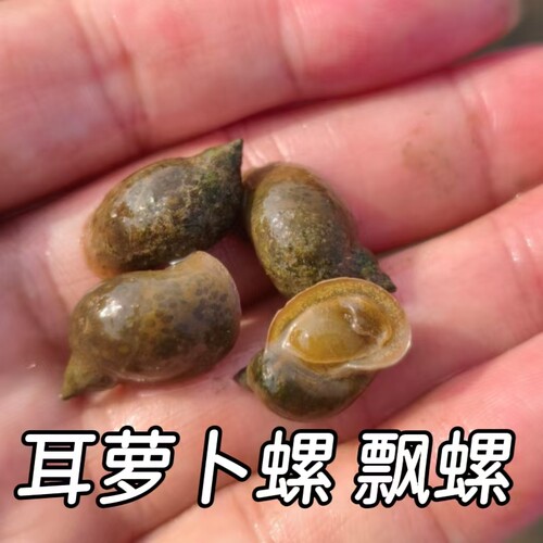 鱼缸除藻飘螺耳萝卜螺小囊螺养龟