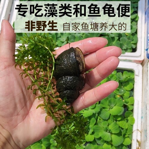 活体大田螺观赏宠物龙鱼缸除藻类