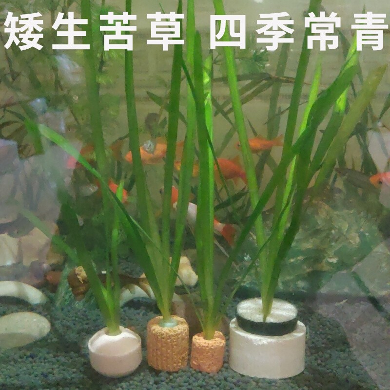 矮生苦草真水草鱼缸造景四季常青