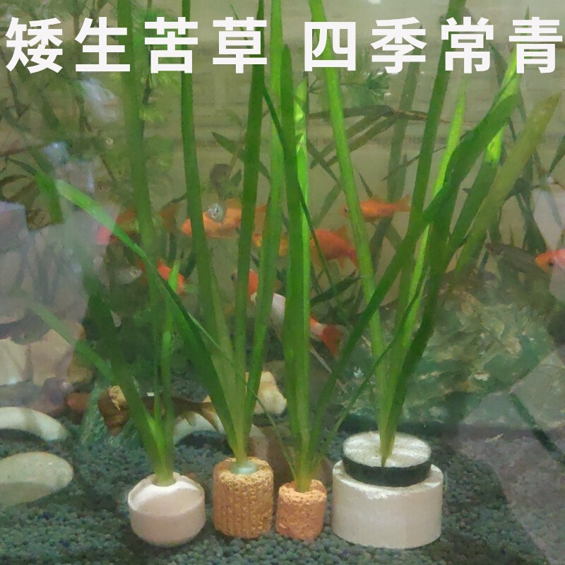 矮生苦草真水草淡水植物虾蟹鱼缸造景水族箱中后景装饰四季常青