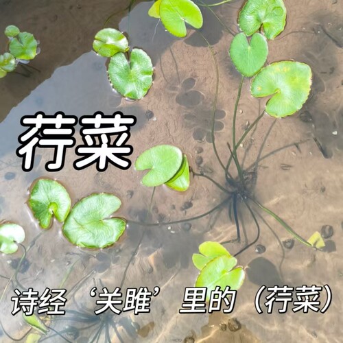荇菜苗水浮莲黄花一叶莲生态造景