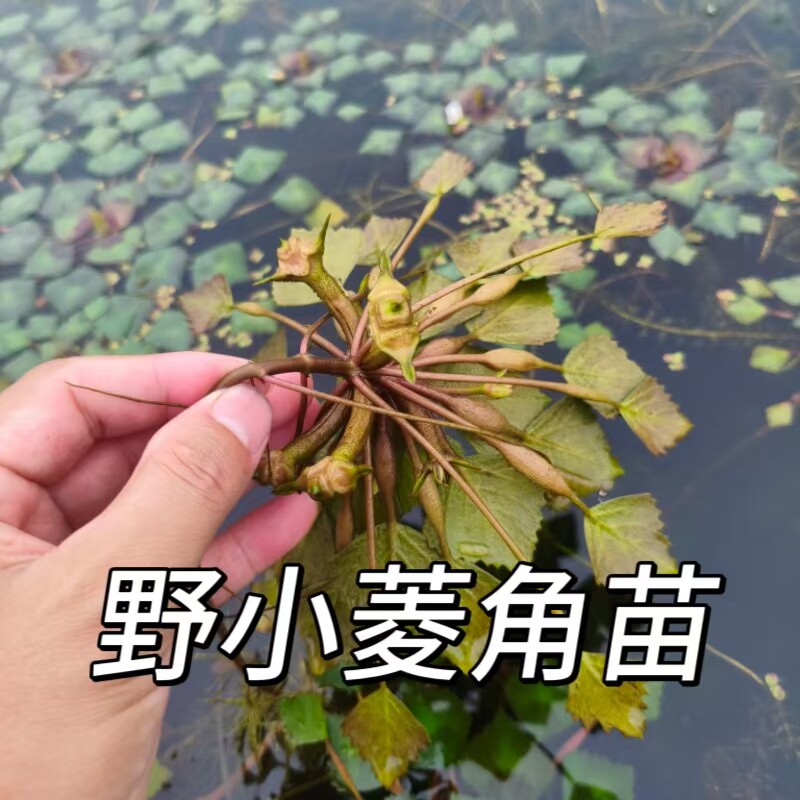 洪湖野菱角苗种原生态水生植物水培池塘新鲜野生小菱角多年生水草